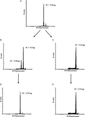 Induction of Synthetic Polyploids and Assessment of Genomic Stability in Lippia alba